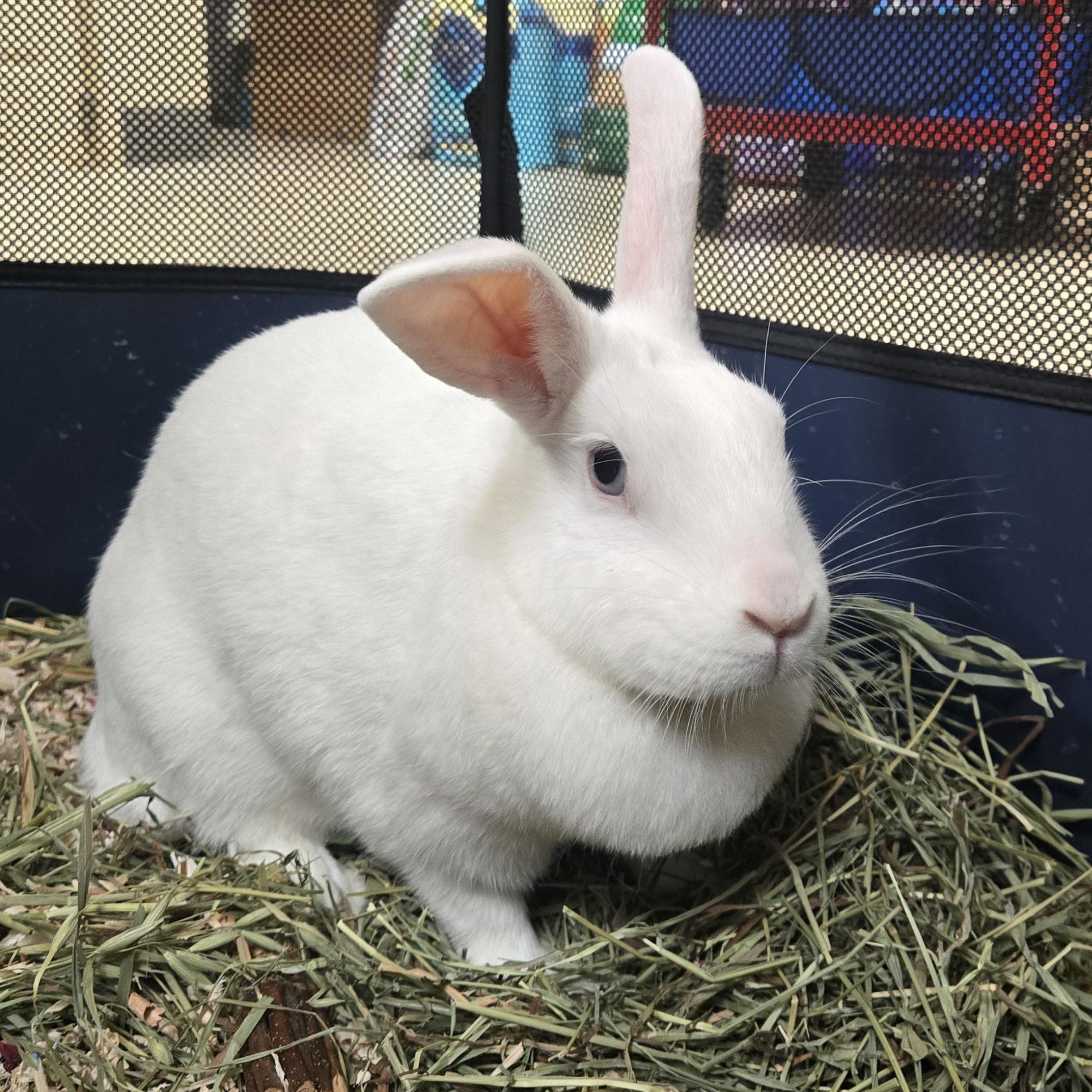Snowball