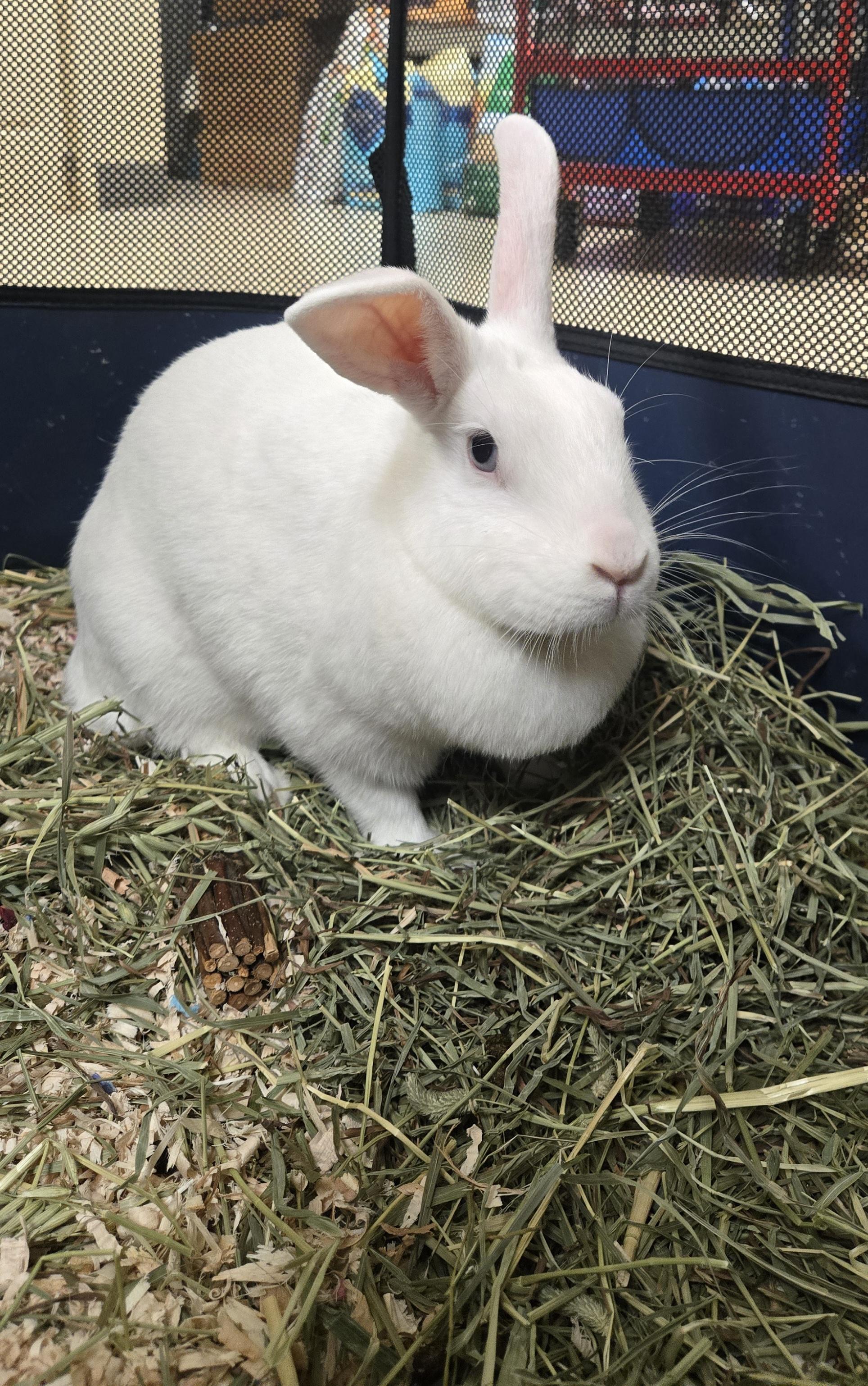 Snowball