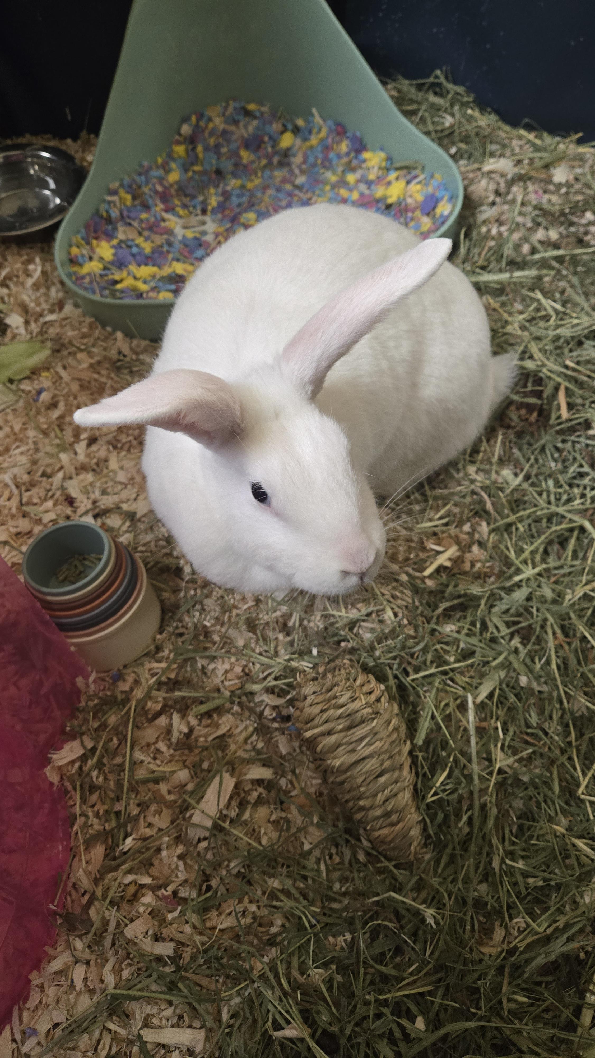 Snowball