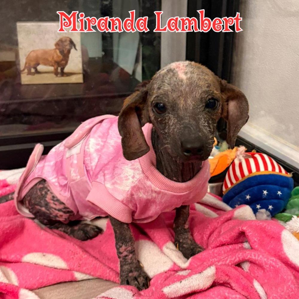 Miranda Lambert, a Adoptable Dachshund in San Antonio, TX image 1/3