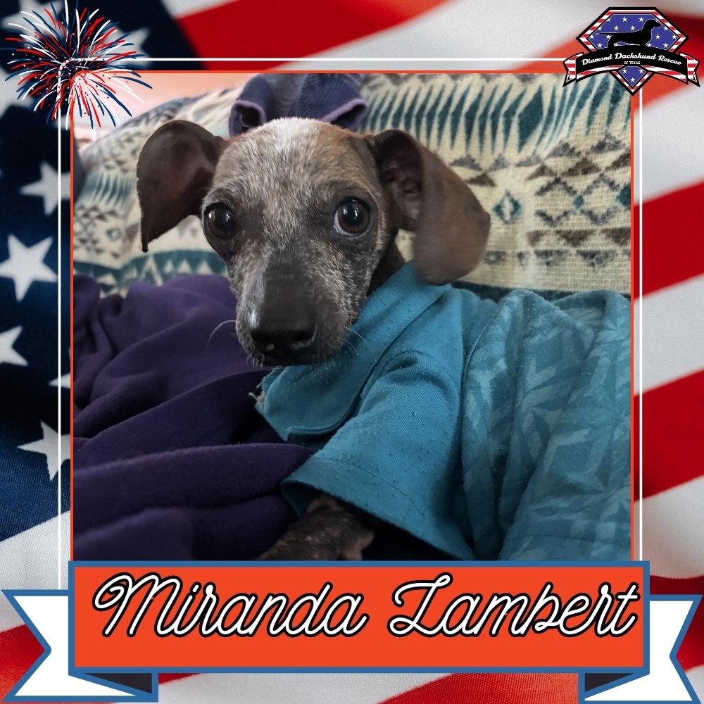 Miranda Lambert, a Adoptable Dachshund in San Antonio, TX image 2/3