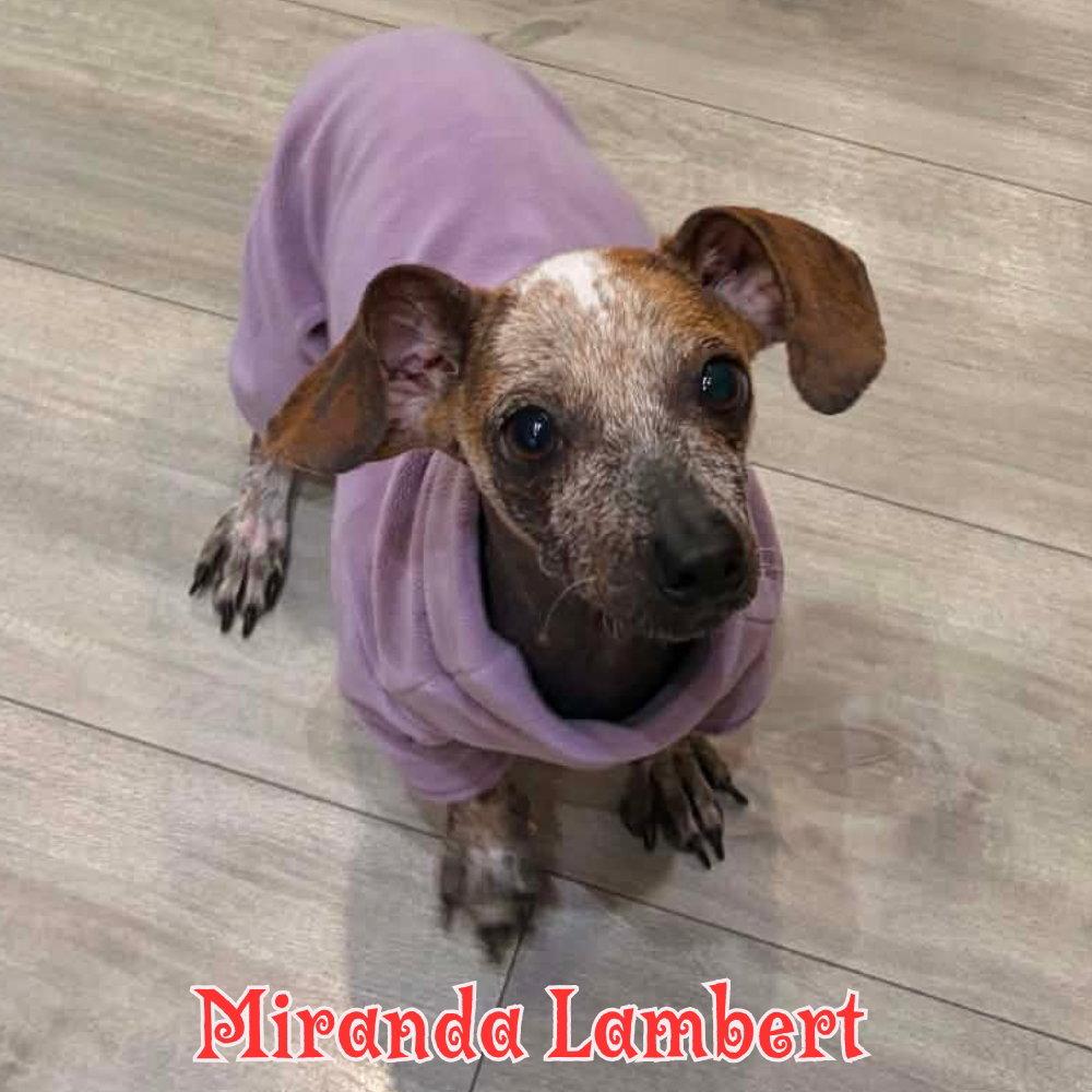 Miranda Lambert, a Adoptable Dachshund in San Antonio, TX image 3/3