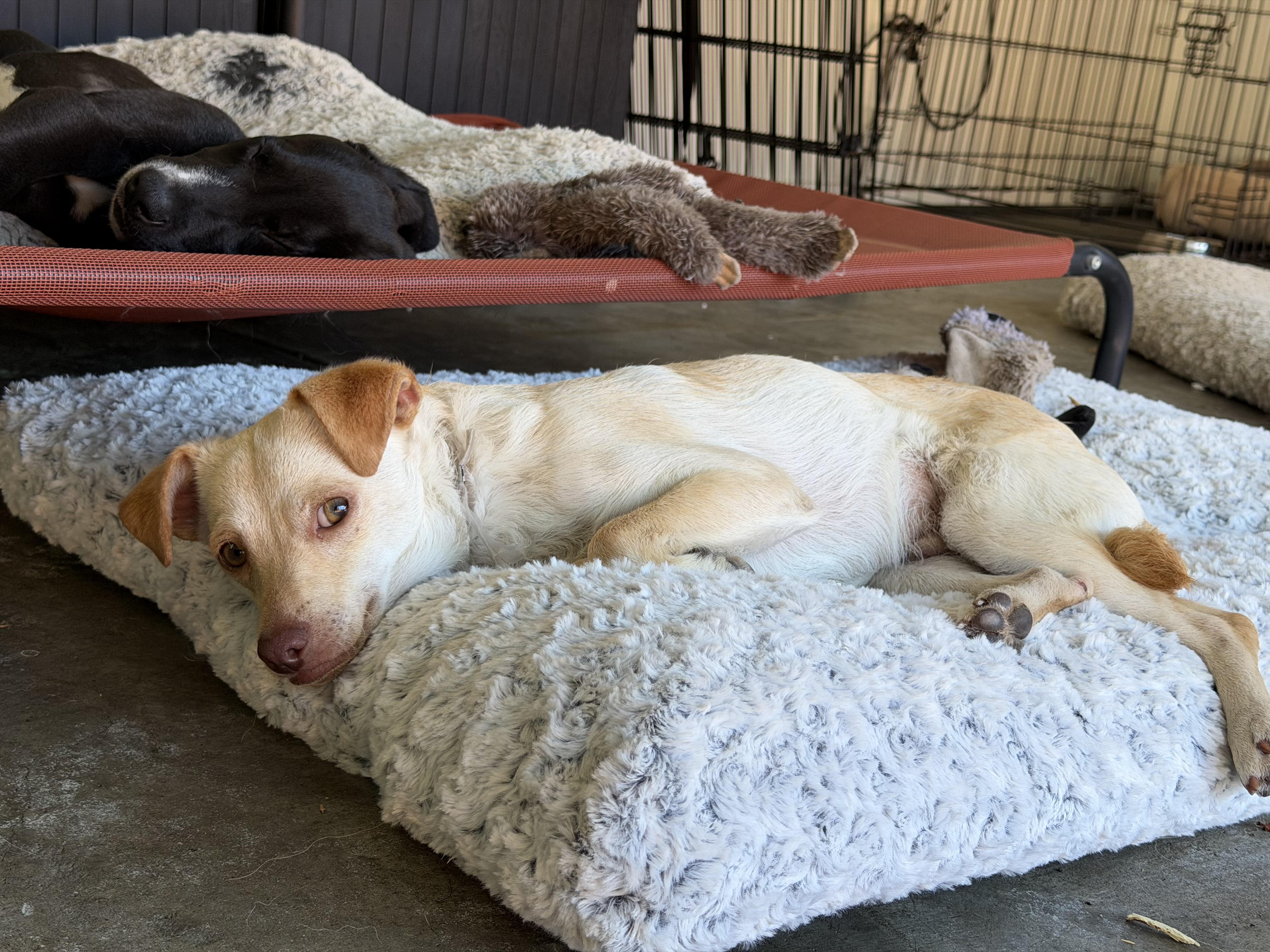 Enlarge Spencer, a Adoptable mixed breed in Oakland, CA image 5/5