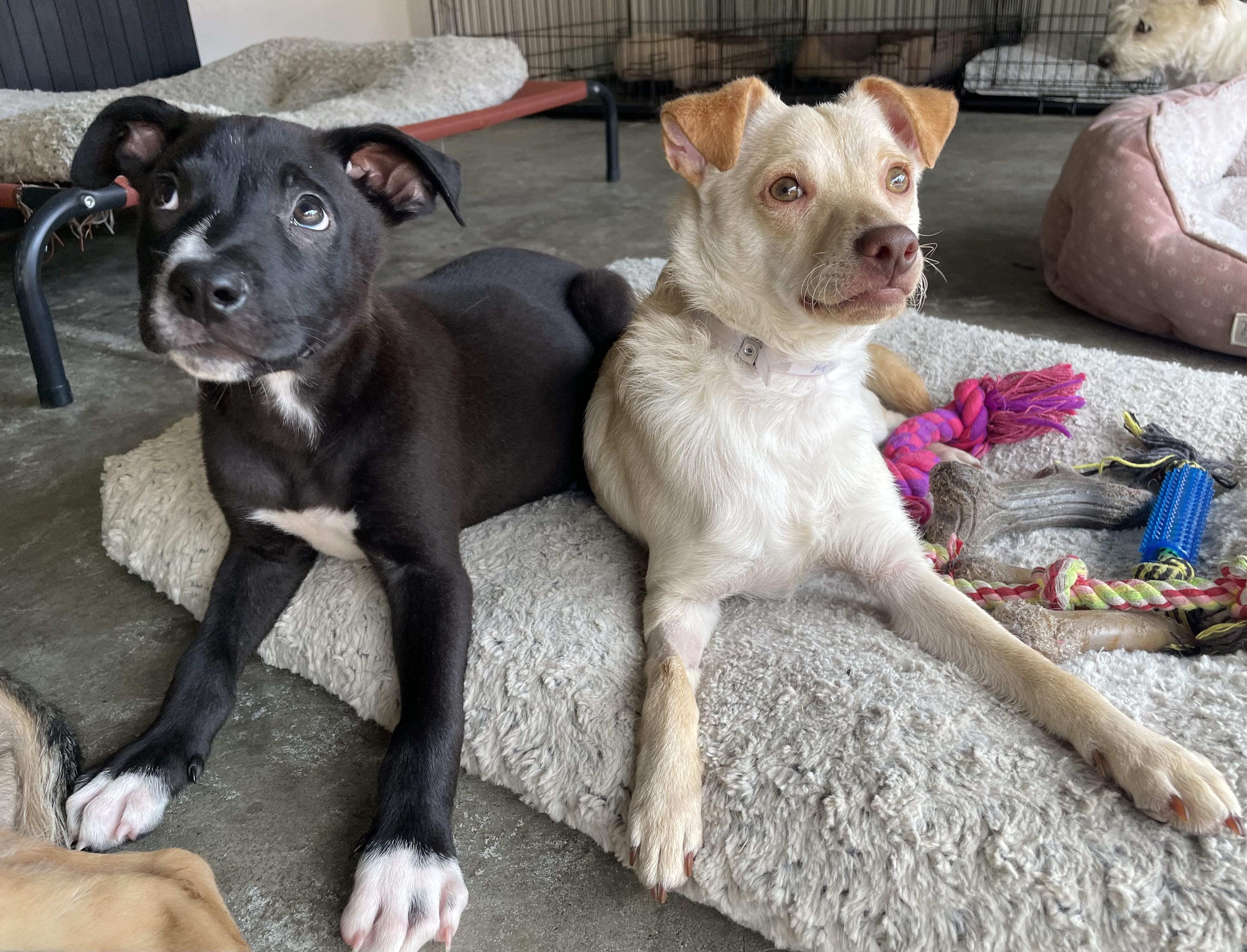 Enlarge Spencer, a Adoptable mixed breed in Oakland, CA image 3/5