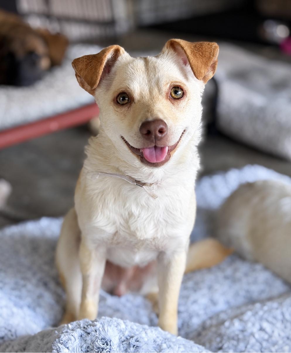 Enlarge Spencer, a Adoptable mixed breed in Oakland, CA image 1/5