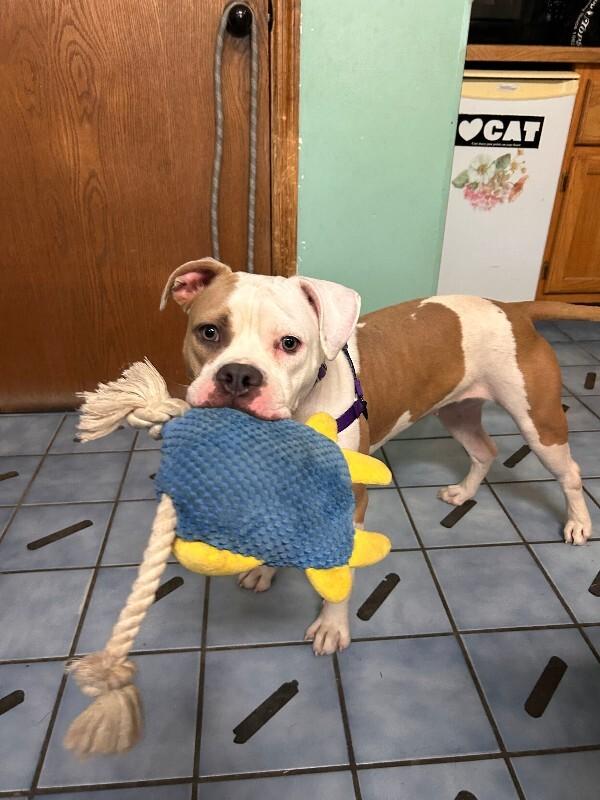 Enlarge Dora, a Adoptable mixed breed in Cortland, NY image 2/4