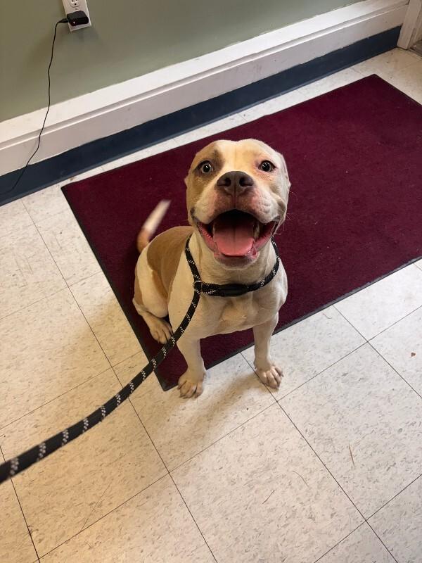 Enlarge Dora, a Adoptable mixed breed in Cortland, NY image 3/4