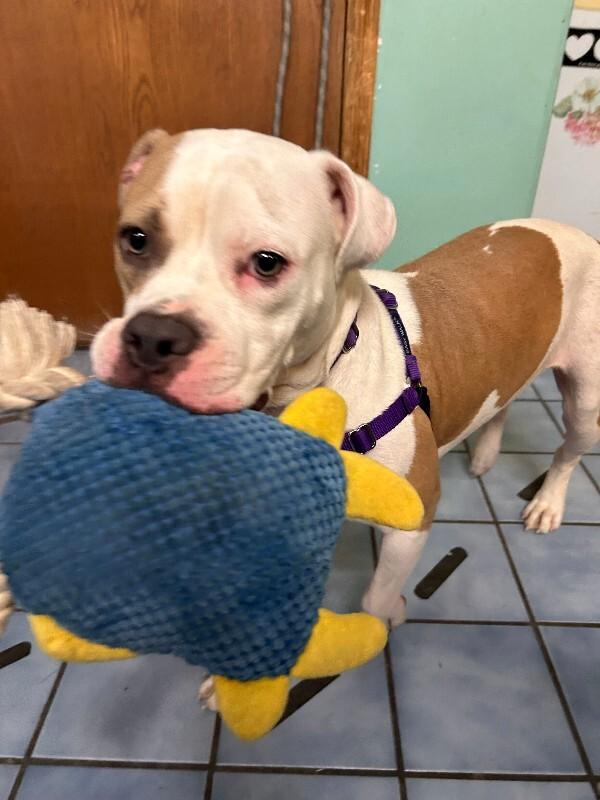 Enlarge Dora, a Adoptable mixed breed in Cortland, NY image 4/4