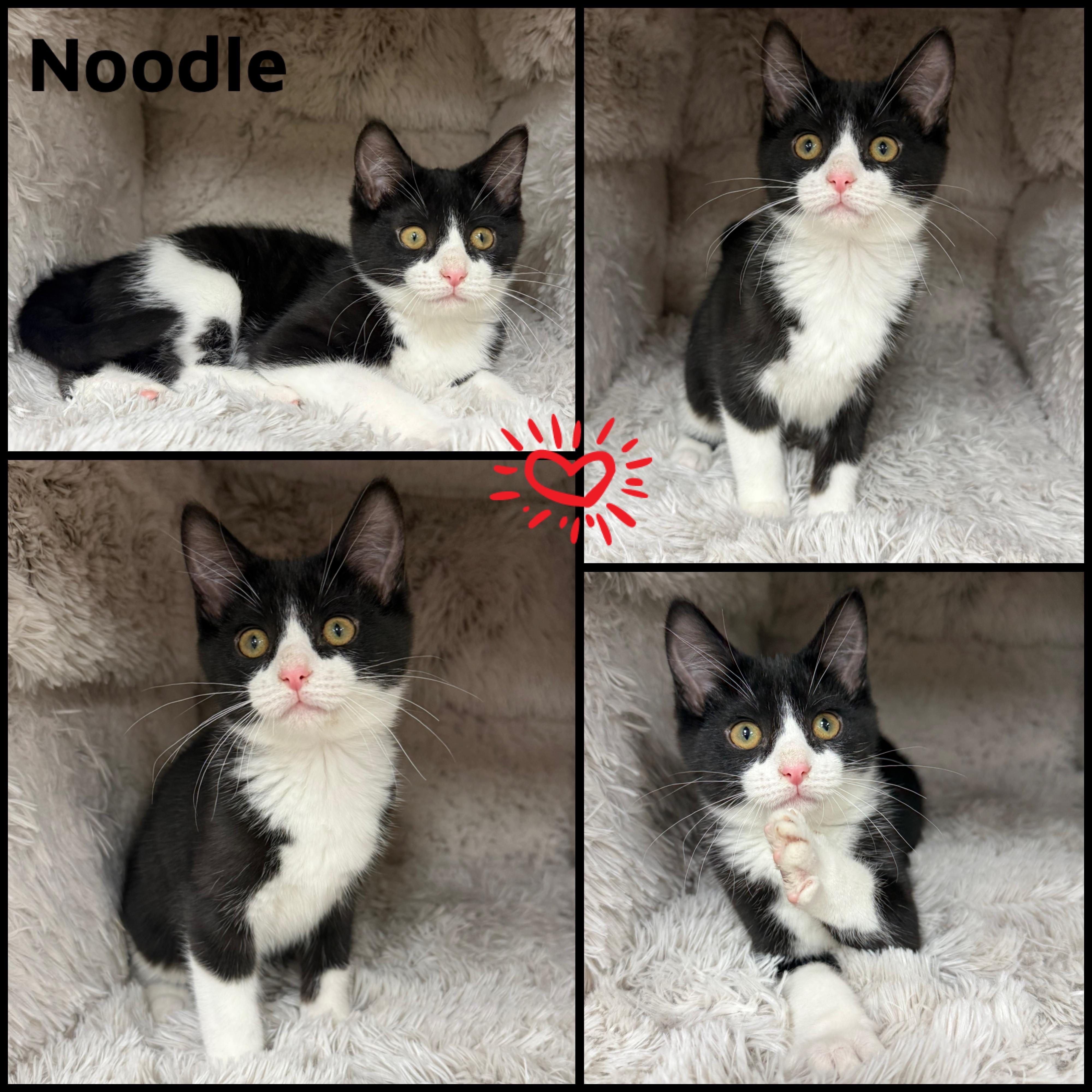 Enlarge Noodle, a ADOPTABLE Domestic Short Hair in Louisville, KY image 1/1