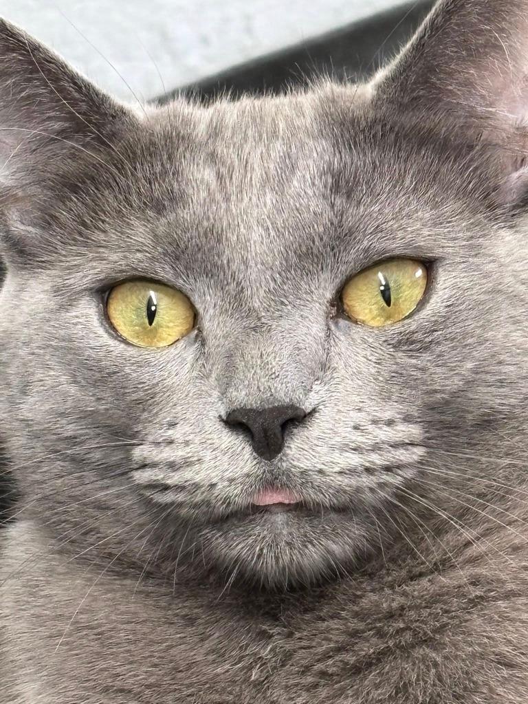 Elliot Stabler, Adoptable, Young Male Domestic Short Hair.