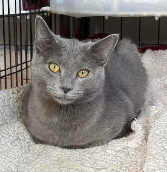 Enlarge Elliot Stabler, a Adoptable mixed breed in Hampton, VA image 3/3