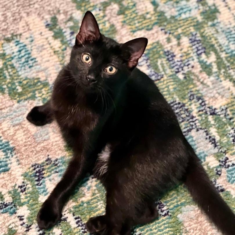 Lola, Adoptable, Young Female Domestic Short Hair.