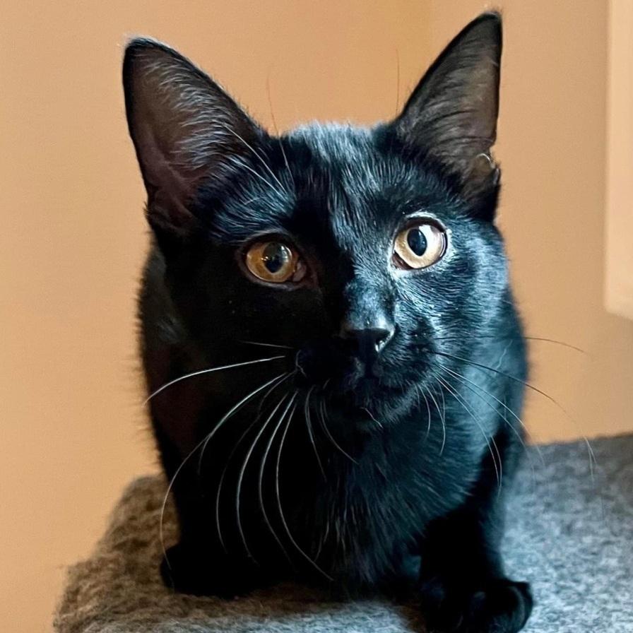 Lola, a Adoptable Domestic Short Hair in Yaphank, NY image 2/6