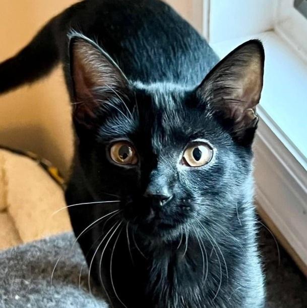 Lola, Adoptable, Young Female Domestic Short Hair.