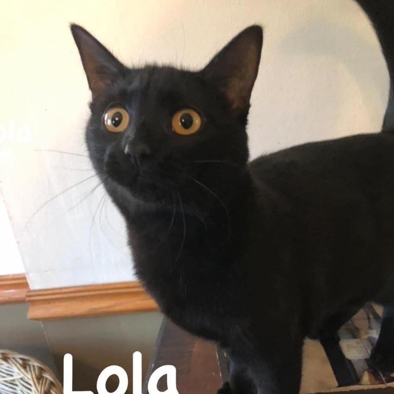 Lola, a Adoptable Domestic Short Hair in Yaphank, NY image 5/6