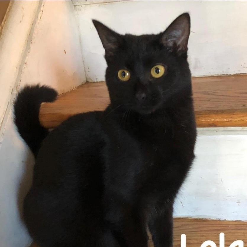 Lola, a Adoptable Domestic Short Hair in Yaphank, NY image 6/6