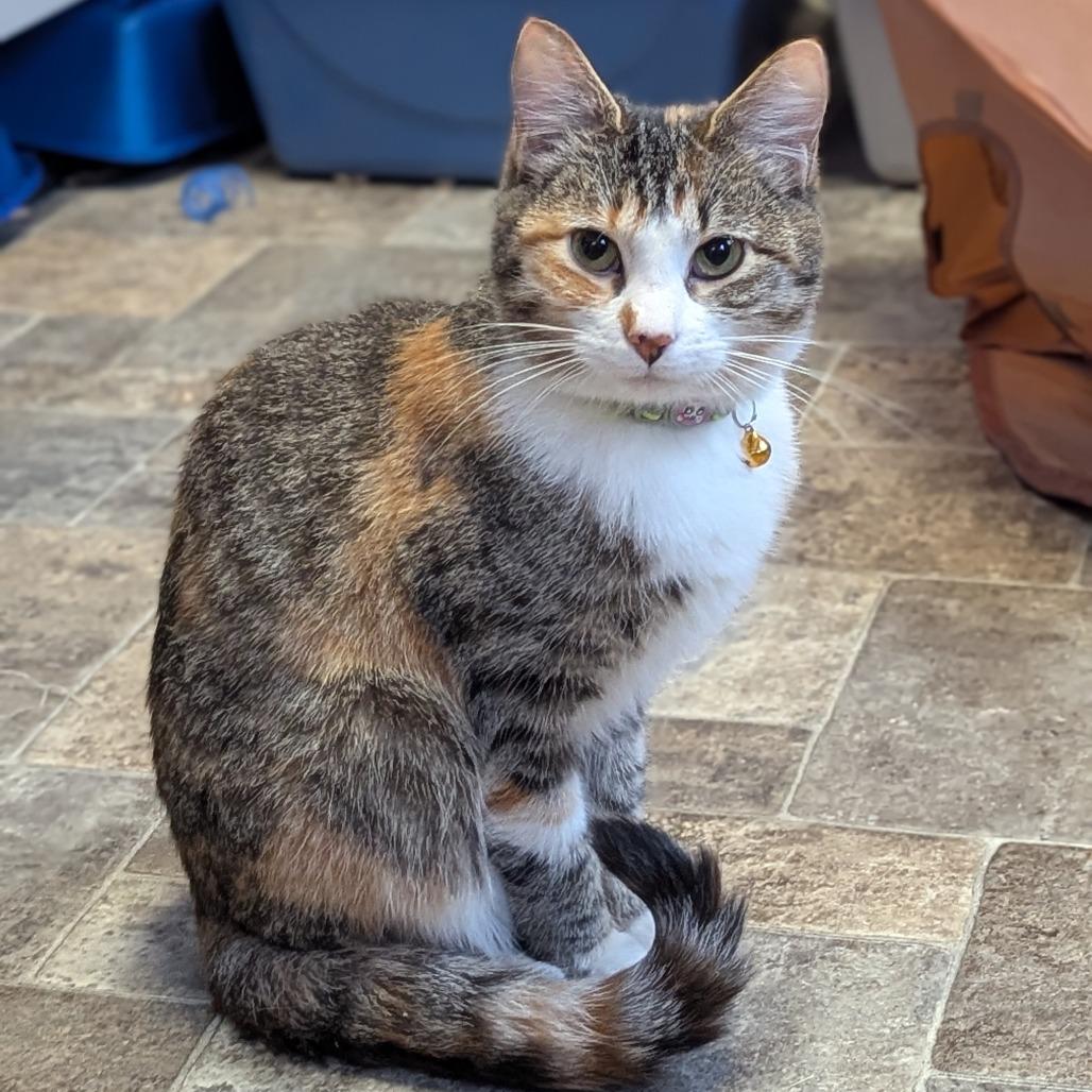 Elphaba, Adoptable, Adult Female Domestic Short Hair.