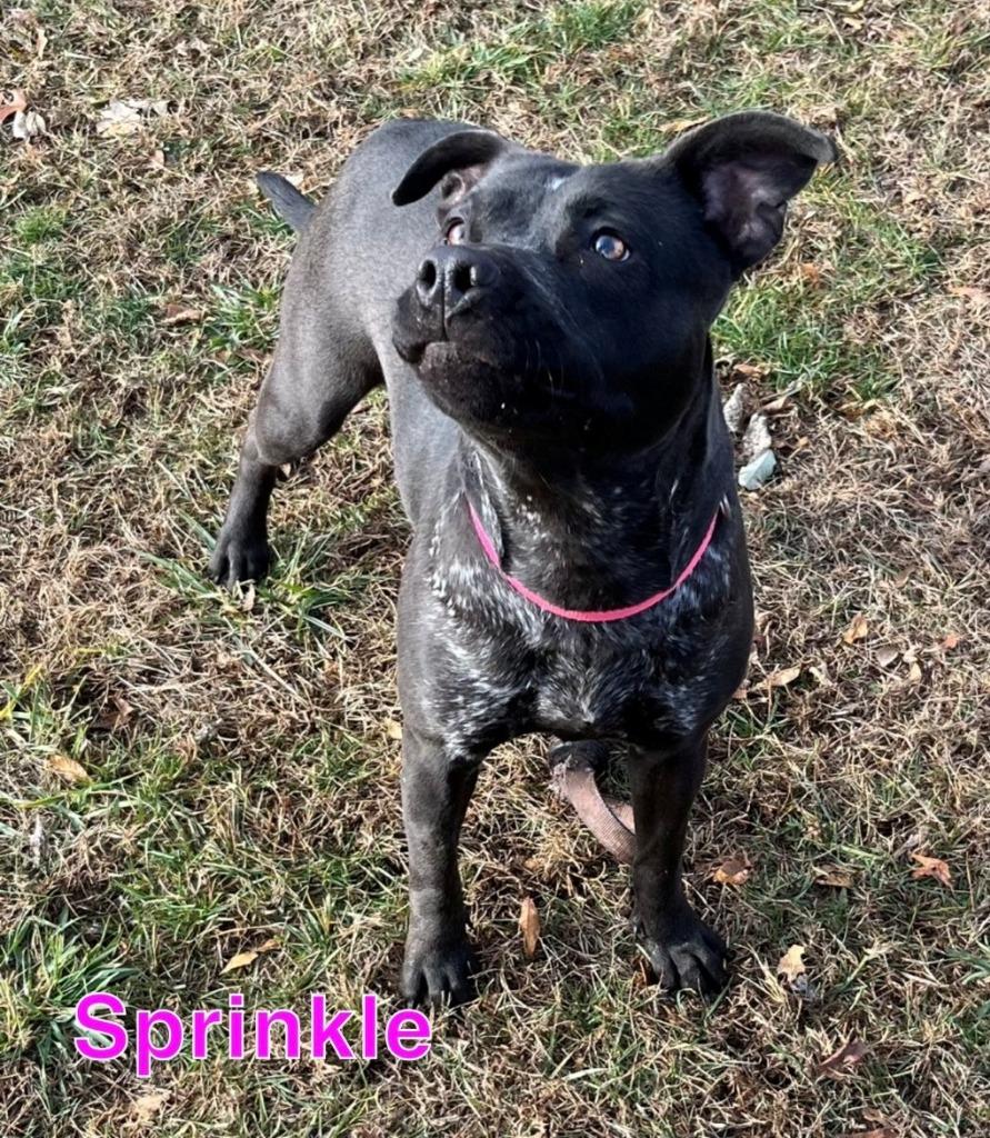 Enlarge SPRINKLE, a Adoptable mixed breed in Hastings, MI image 1/5