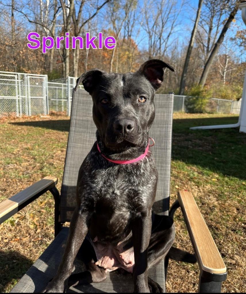 Enlarge SPRINKLE, a Adoptable mixed breed in Hastings, MI image 3/5