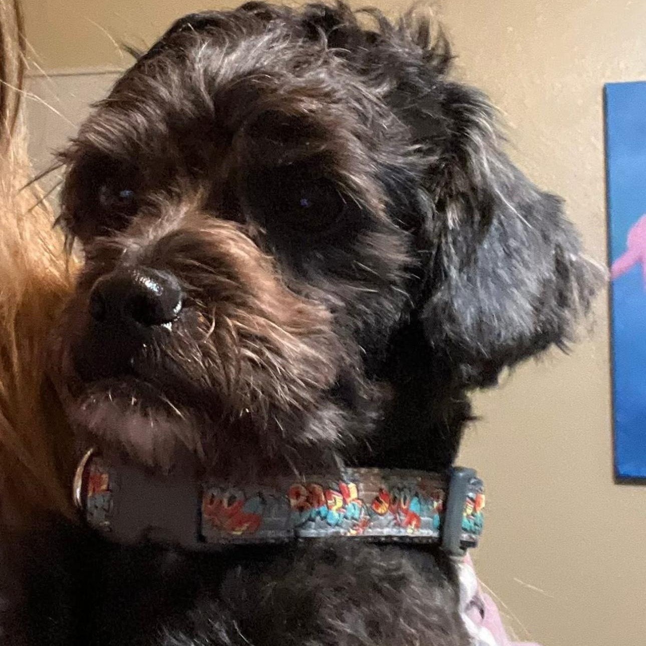 Enlarge 2109 Buckley, an adopted mixed breed in Springfield, MO image 3/4