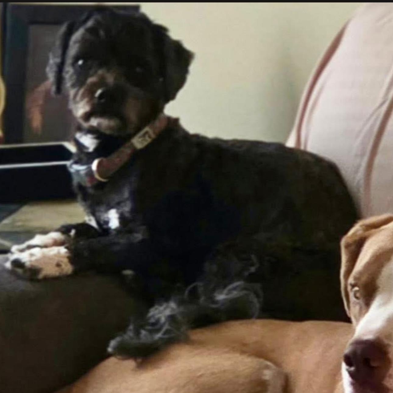 Enlarge 2109 Buckley, an adopted mixed breed in Springfield, MO image 4/4