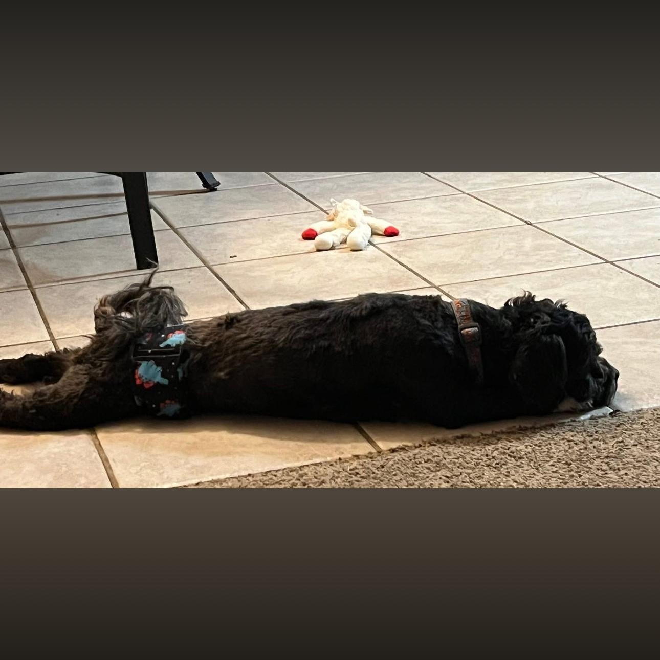 Enlarge 2109 Buckley, an adopted mixed breed in Springfield, MO image 2/4