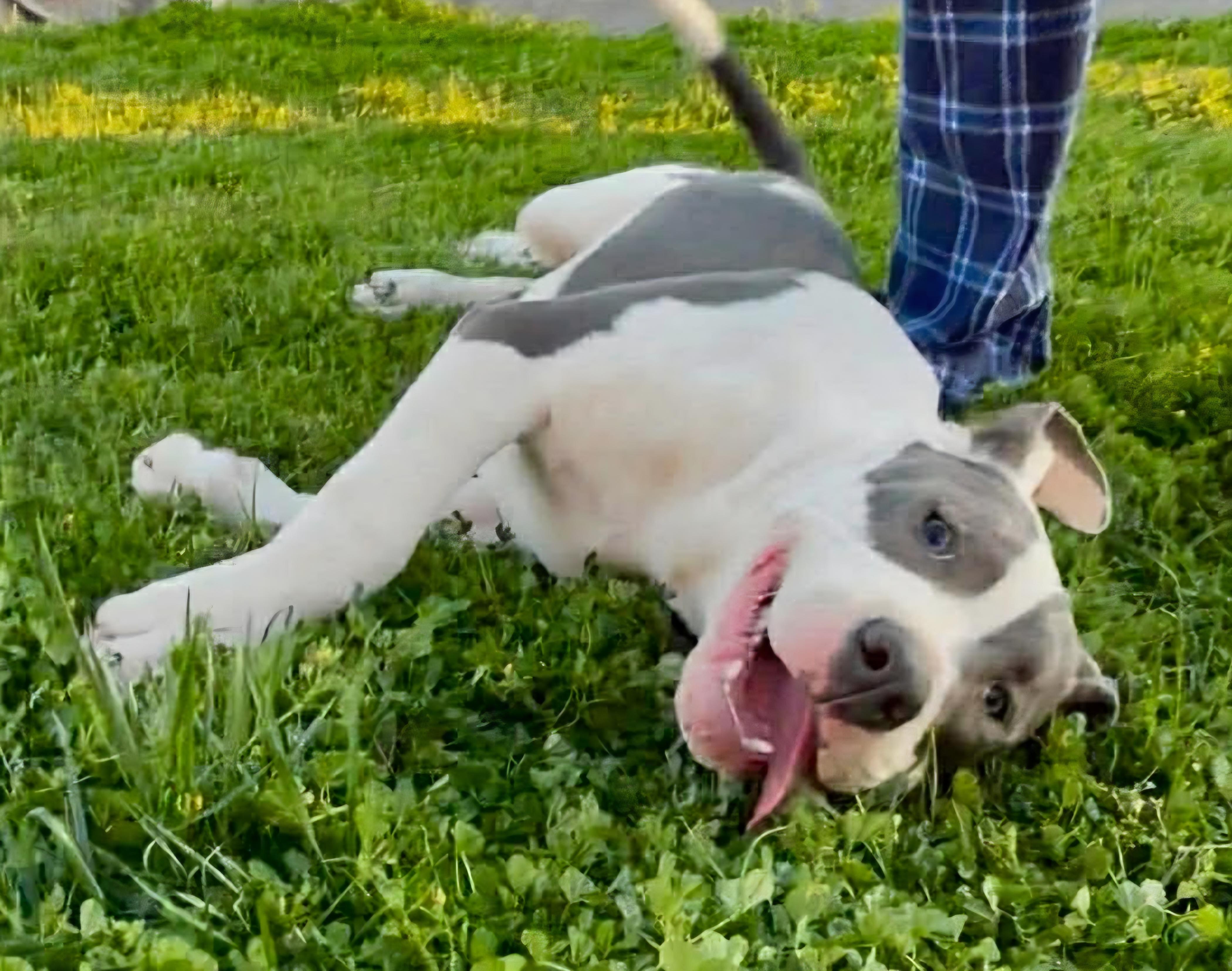 Beau, Adoptable, Puppy Male American Bully & Pit Bull Terrier.