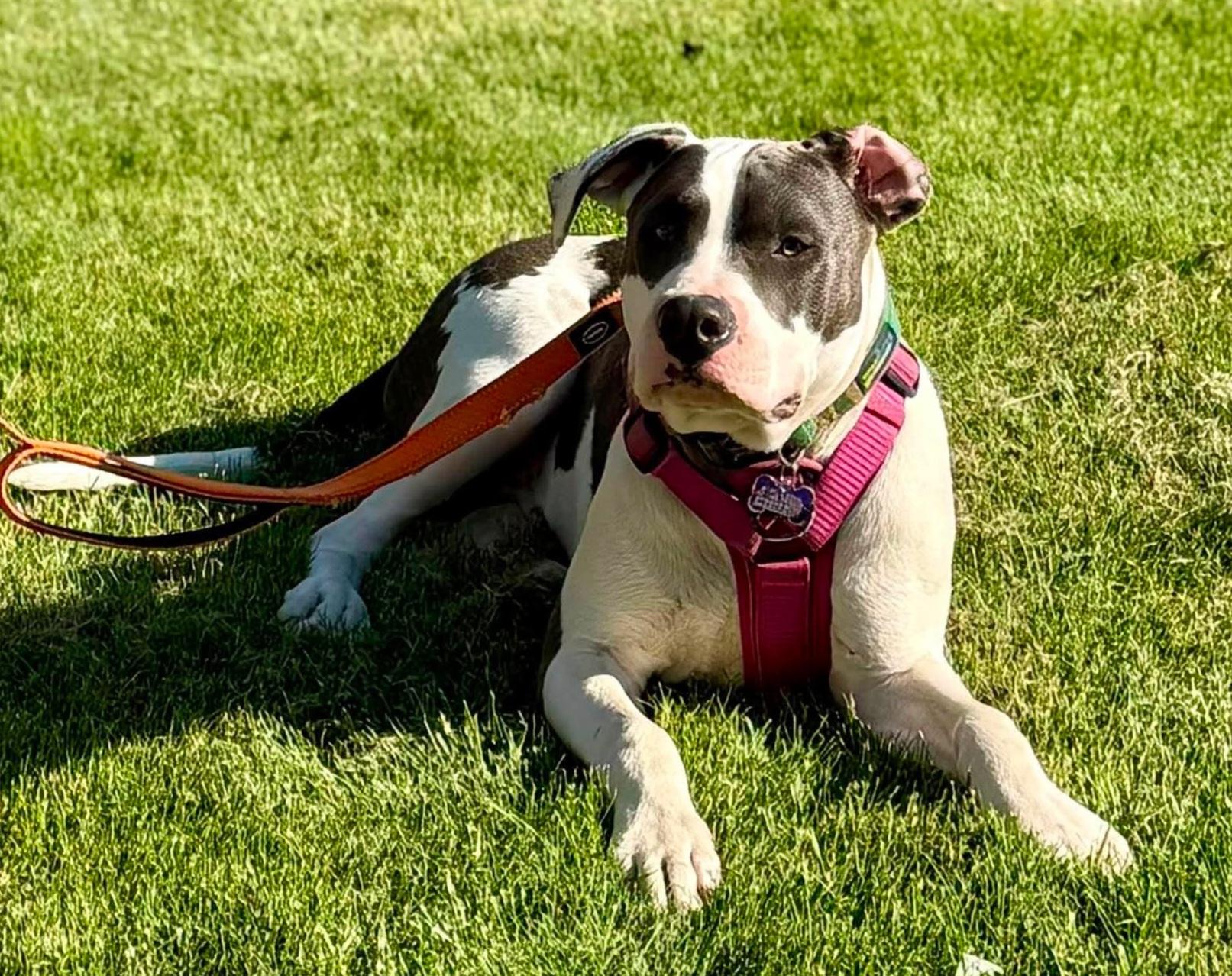Beau, a Adoptable mixed breed in Roseburg, OR image 6/6