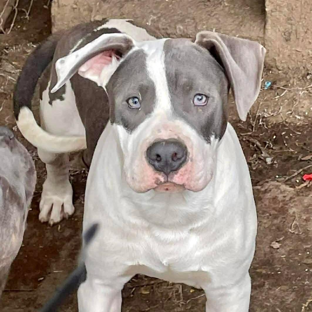 Beau, a Adoptable mixed breed in Roseburg, OR image 2/6