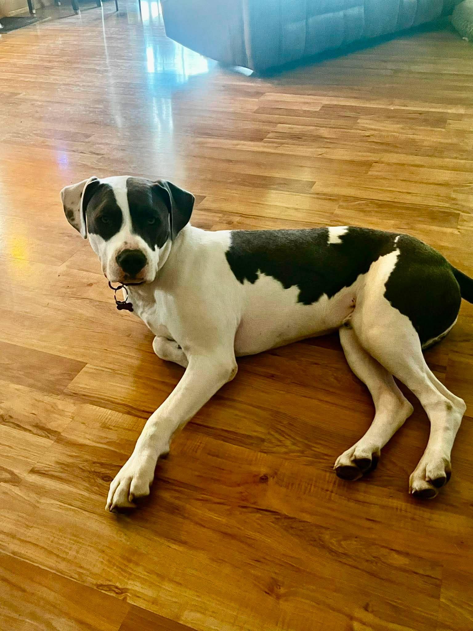 Beau, a Adoptable mixed breed in Roseburg, OR image 5/6