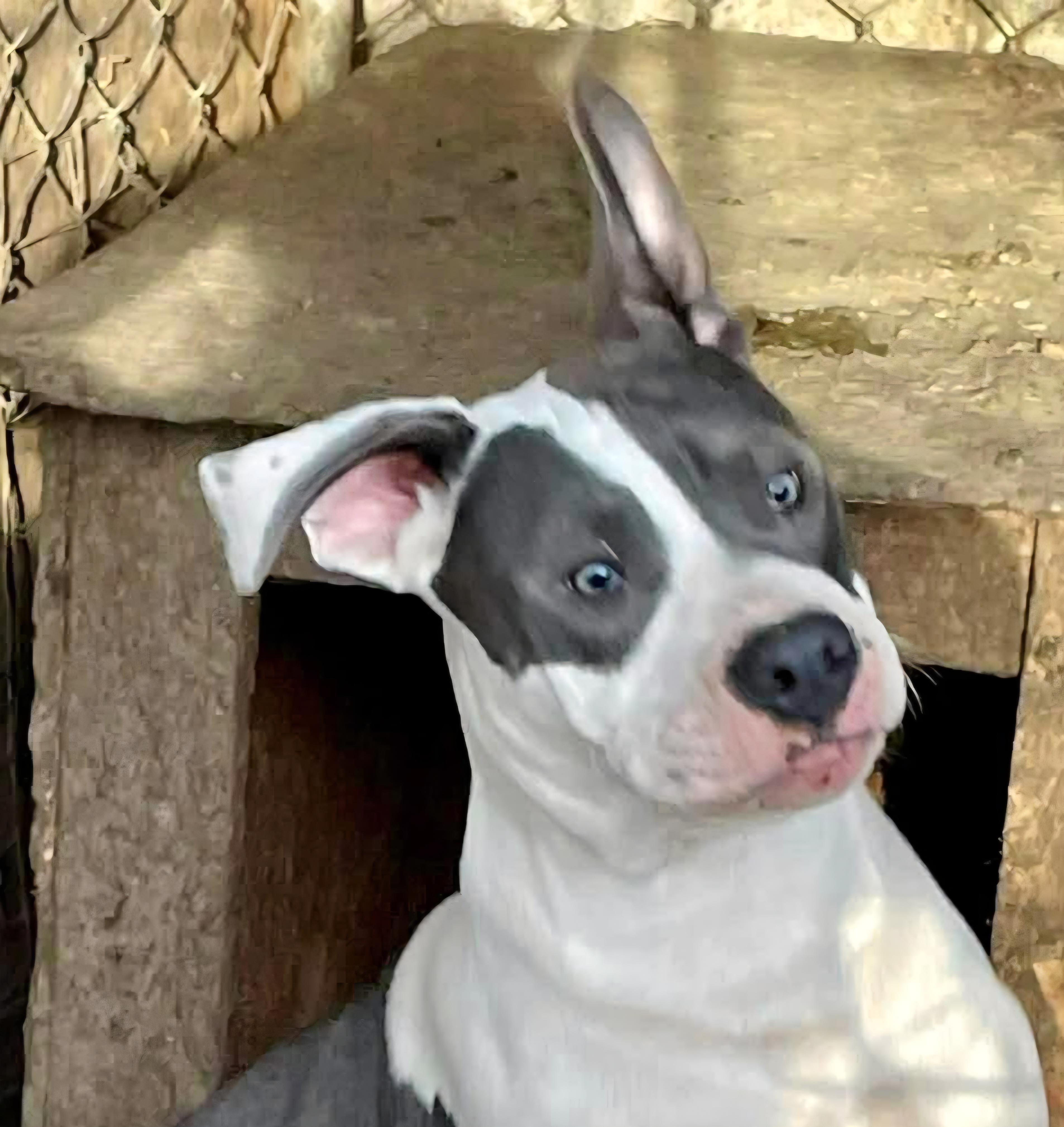 Beau, a Adoptable mixed breed in Roseburg, OR image 4/6