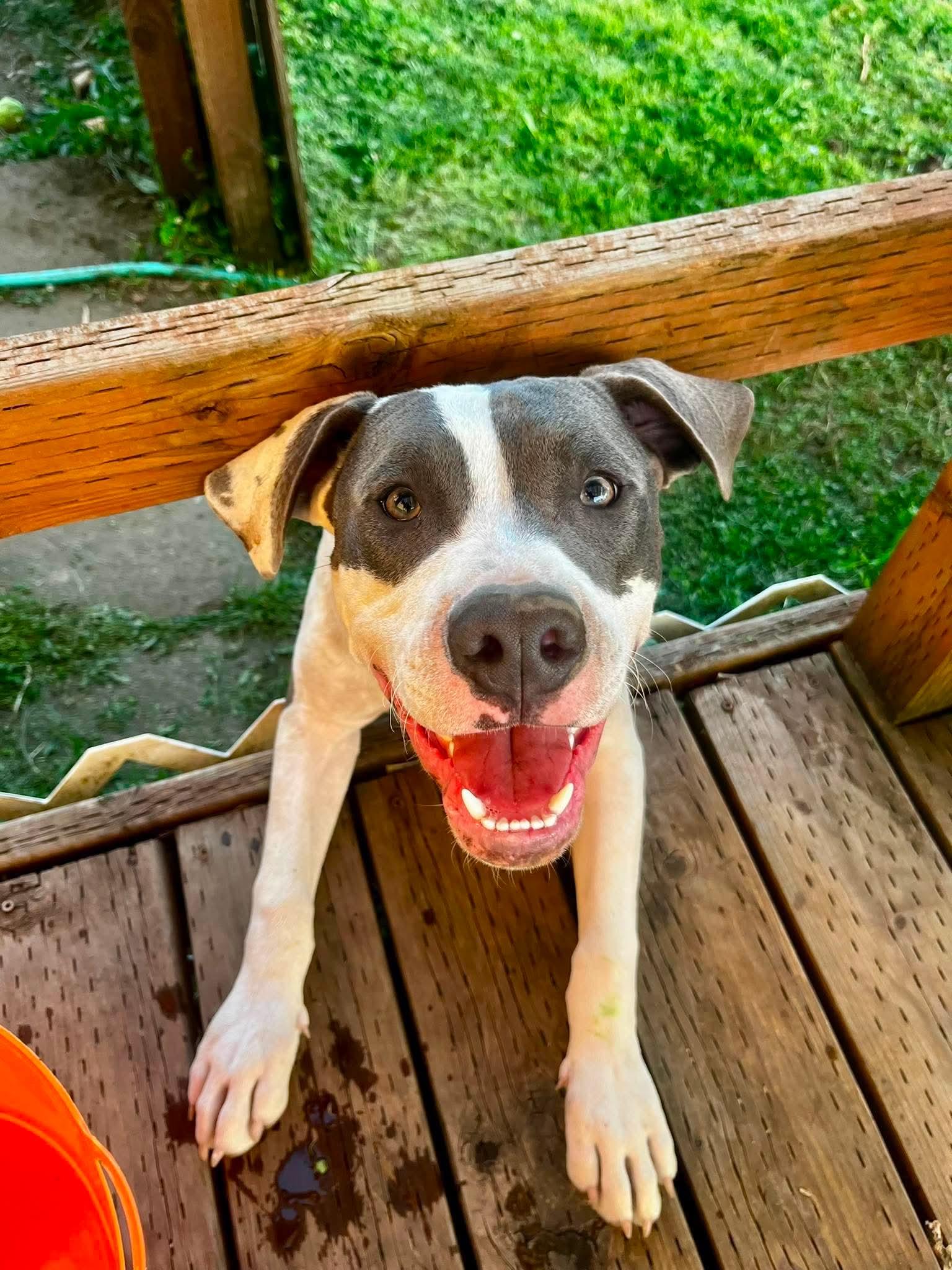 Beau, a Adoptable mixed breed in Roseburg, OR image 5/6