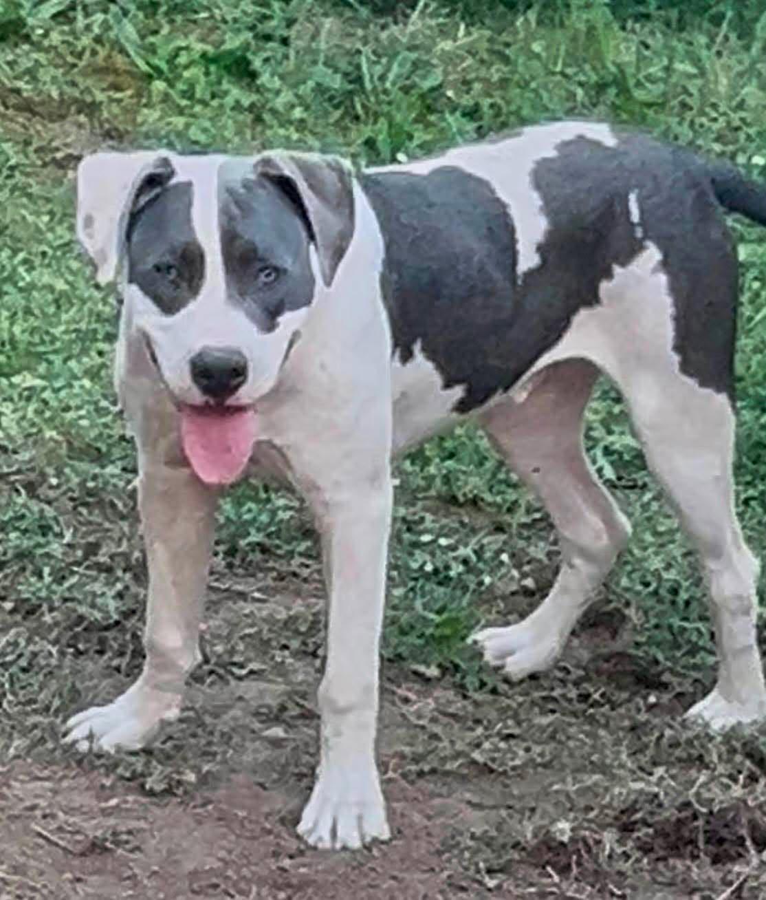 Beau, a Adoptable mixed breed in Roseburg, OR image 4/6