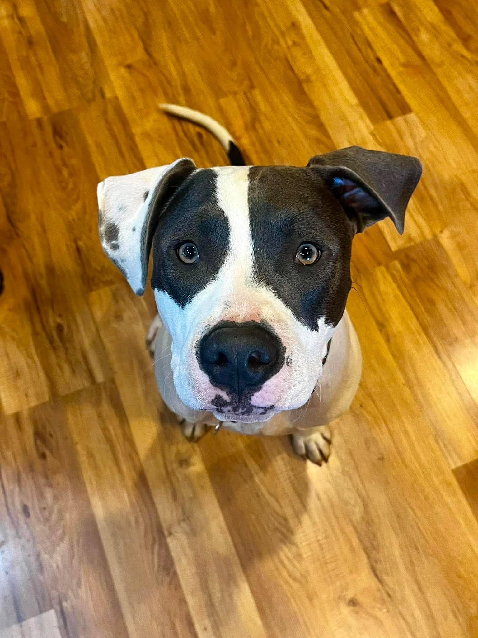 Beau, a Adoptable mixed breed in Roseburg, OR image 3/6