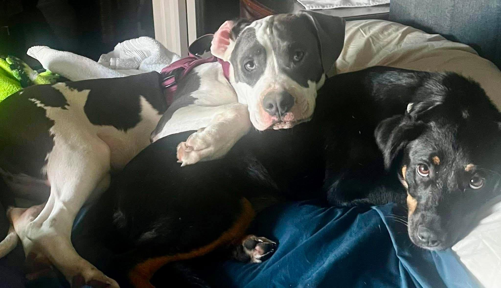 Beau, a Adoptable mixed breed in Roseburg, OR image 6/6