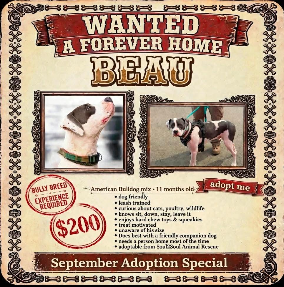 Beau, Adoptable, Puppy Male American Bulldog & Pit Bull Terrier.