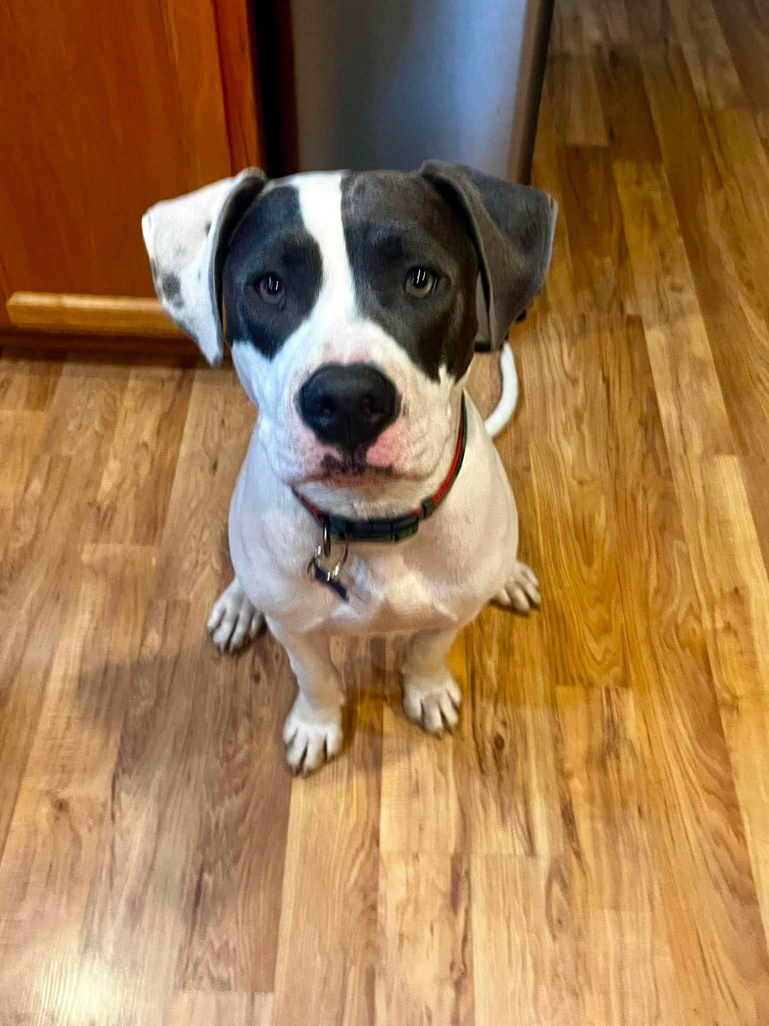 Beau, a Adoptable mixed breed in Roseburg, OR image 4/6