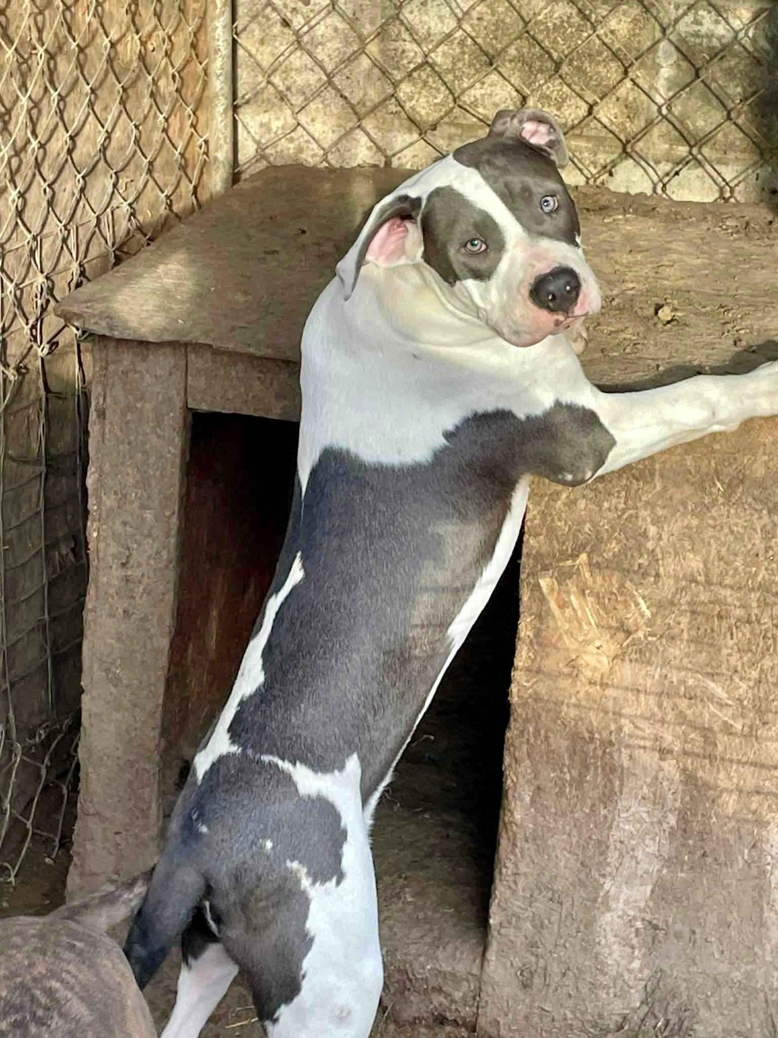 Beau, a Adoptable mixed breed in Roseburg, OR image 3/6