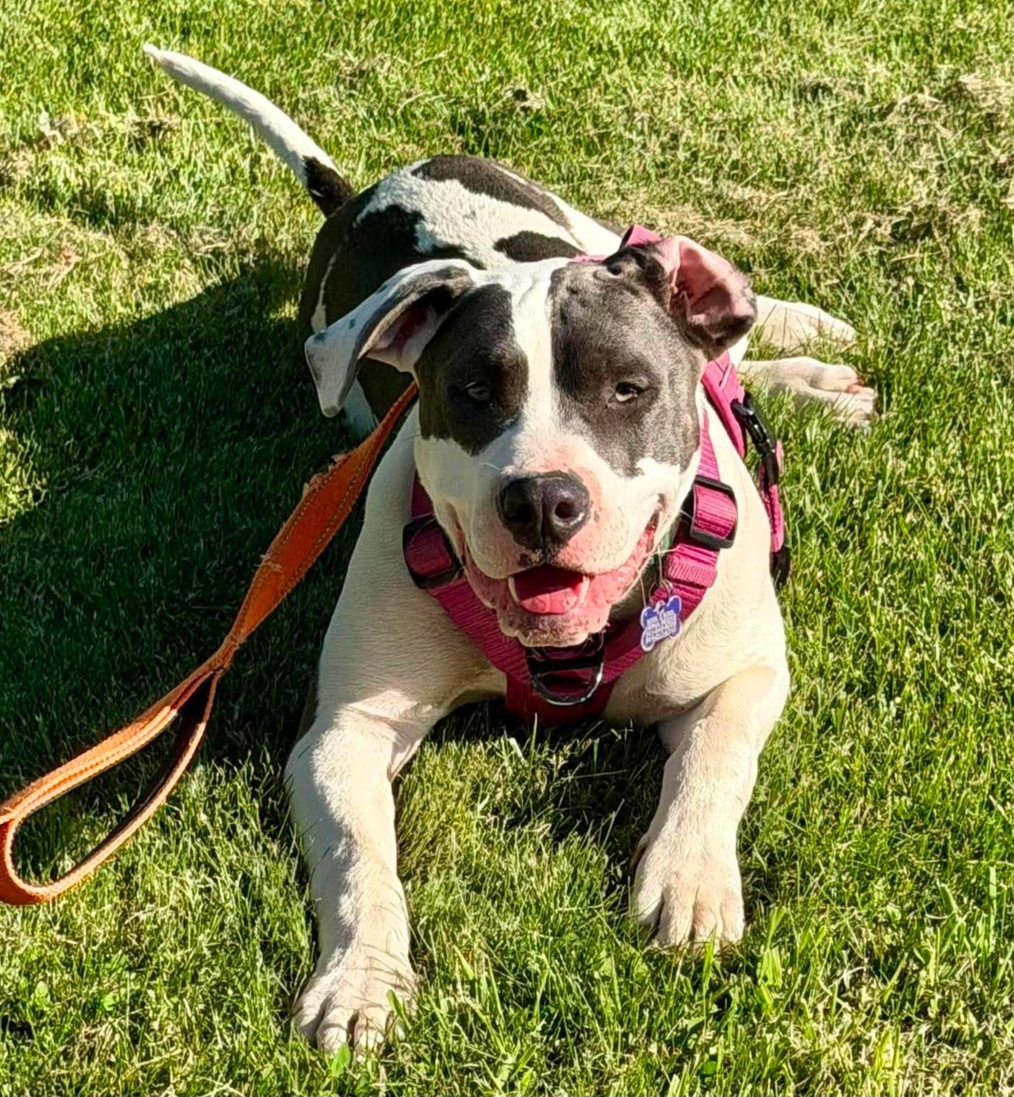 Beau, a Adoptable mixed breed in Roseburg, OR image 5/6