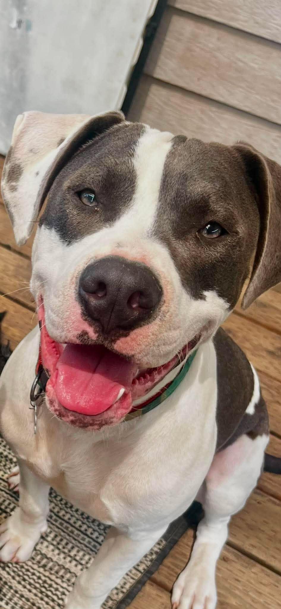 Beau, a Adoptable mixed breed in Roseburg, OR image 1/6