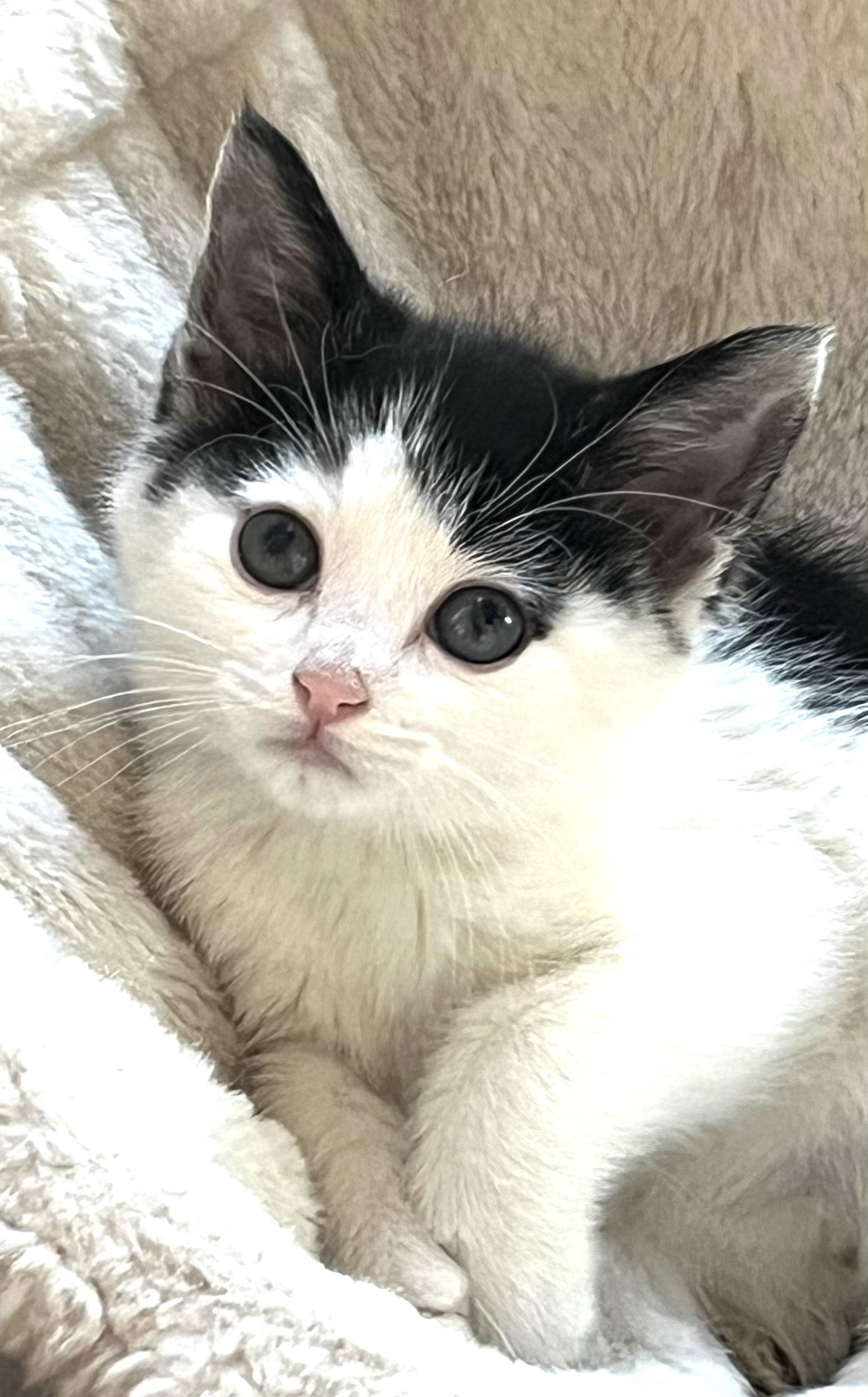 Enlarge Malcolm, an adopted Domestic Medium Hair in San Juan Capistrano, CA image 2/4