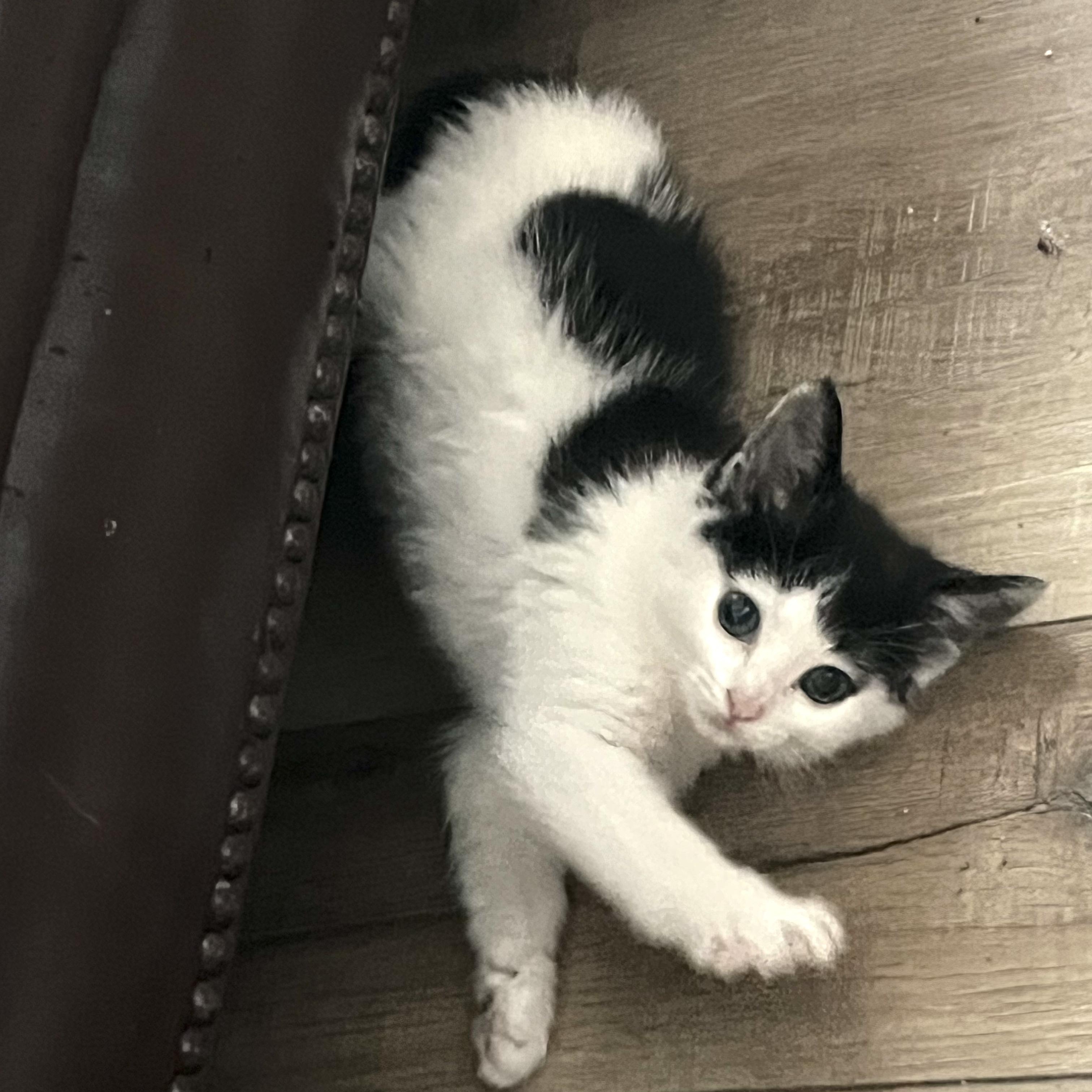 Enlarge Malcolm, an adopted Domestic Medium Hair in San Juan Capistrano, CA image 1/4