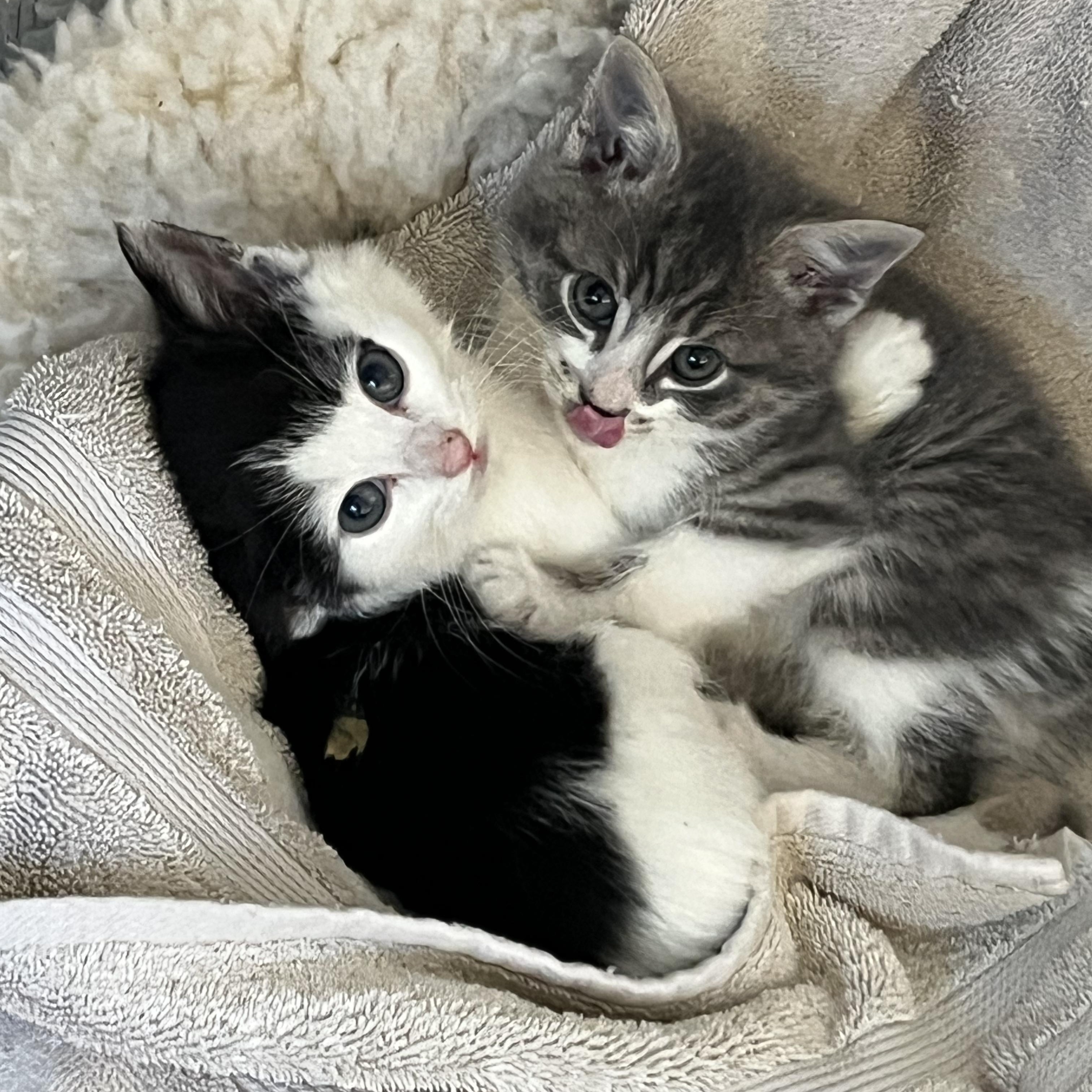 Enlarge Malcolm, an adopted Domestic Medium Hair in San Juan Capistrano, CA image 4/4