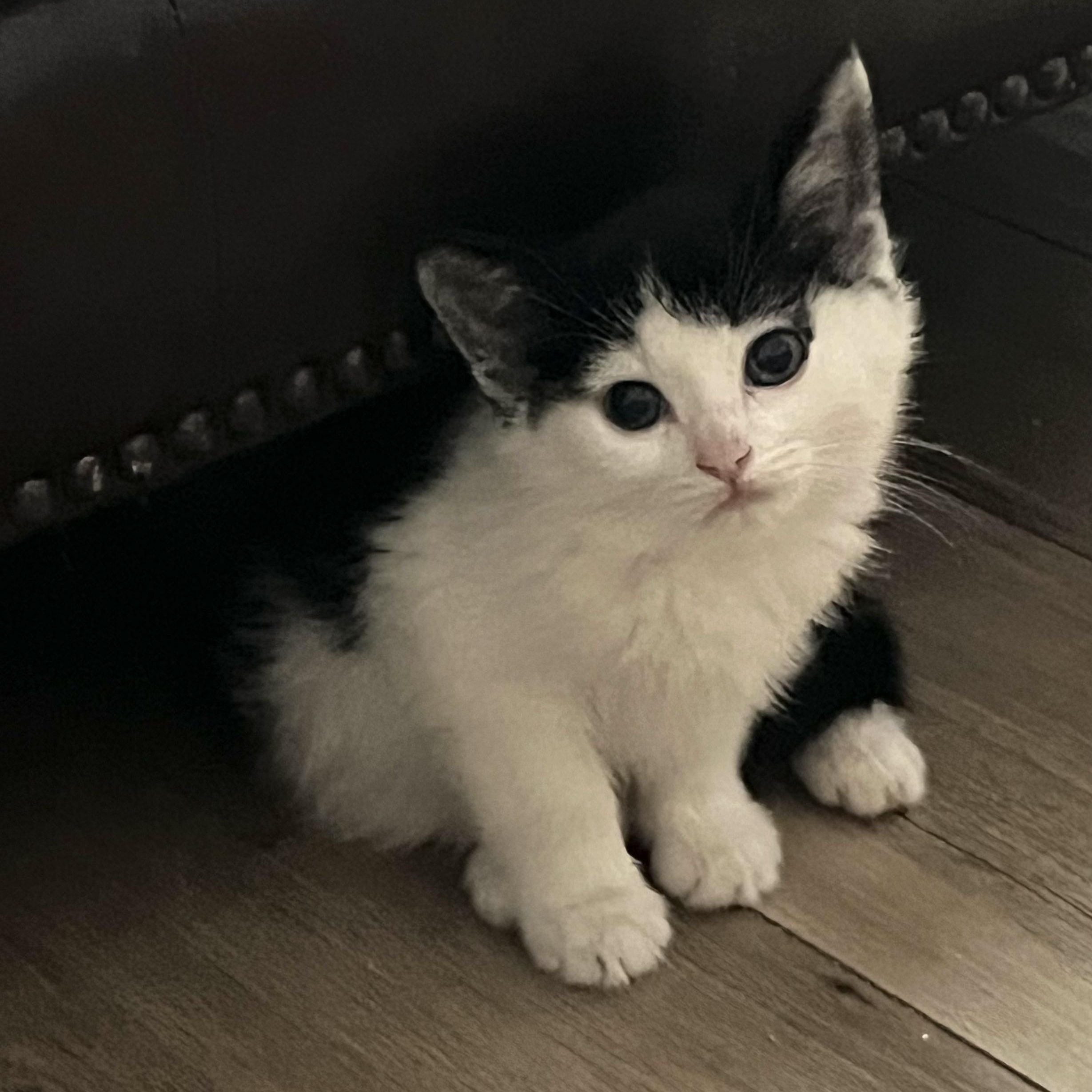 Enlarge Malcolm, an adopted Domestic Medium Hair in San Juan Capistrano, CA image 3/4