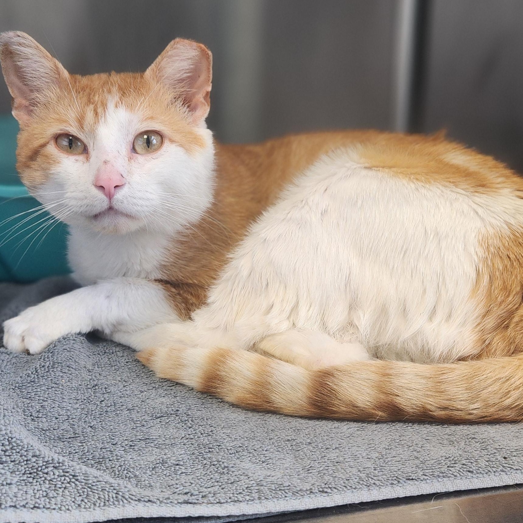 Henrey, a ADOPTABLE Domestic Short Hair in Stanley, VA image 3/3