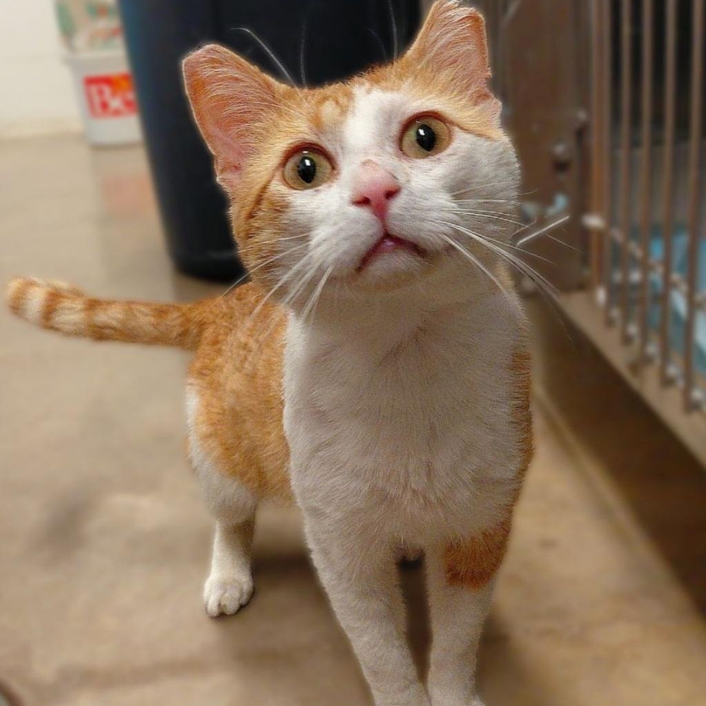 Henrey, a ADOPTABLE Domestic Short Hair in Stanley, VA image 2/3