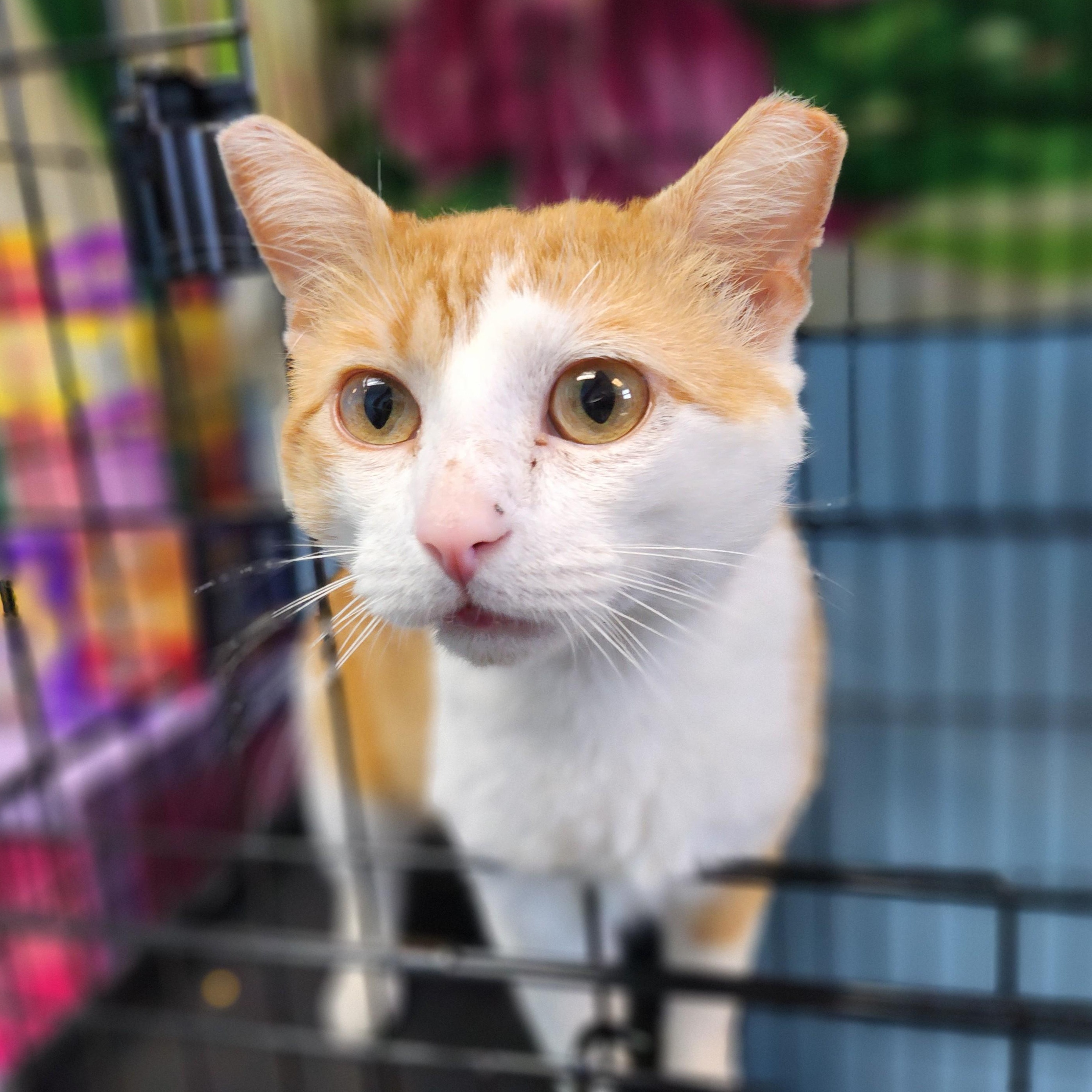 Henrey, a ADOPTABLE Domestic Short Hair in Stanley, VA image 1/3