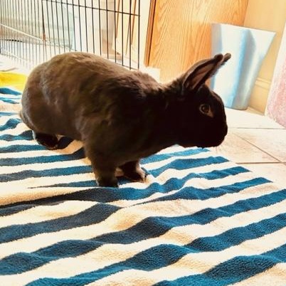 Enlarge Captain Fantastic, a ADOPTABLE Flemish Giant in Pittsburgh, PA image 4/6