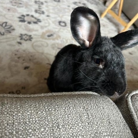 Enlarge Captain Fantastic, a ADOPTABLE Flemish Giant in Pittsburgh, PA image 5/6