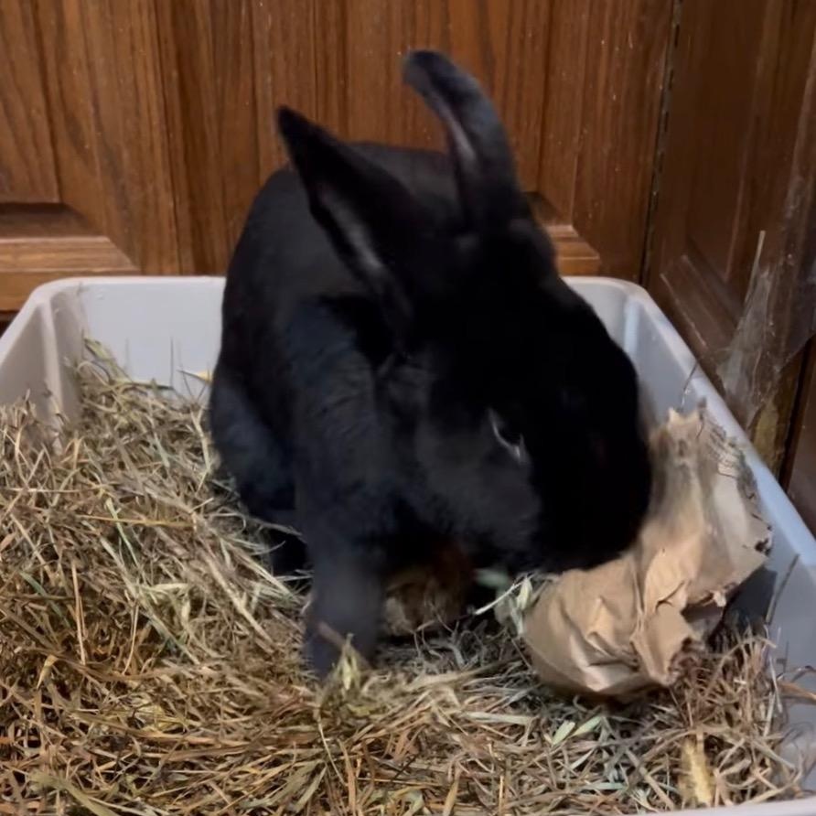 Enlarge Captain Fantastic, a ADOPTABLE Flemish Giant in Pittsburgh, PA image 2/6